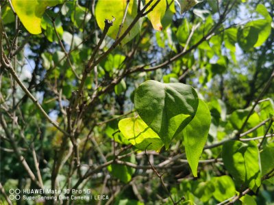 丁香茶冲泡方法解析 丁香茶饮用禁忌指南