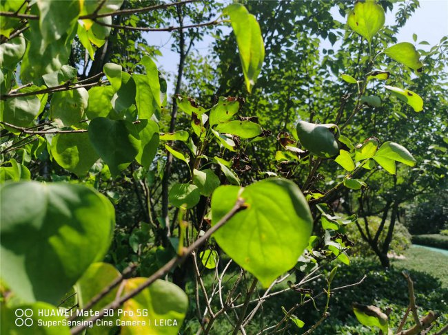 丁香花怎么泡茶喝