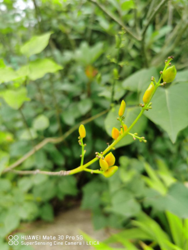 丁香花怎么泡茶喝