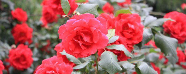 栀子月季杜鹃花……养一回死一回？学这1招