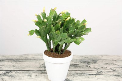 蟹爪兰掉花苞怎么办 蟹爪兰花期养护技巧