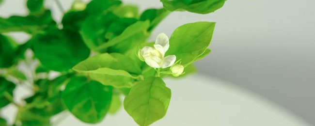 茉莉花有毒吗