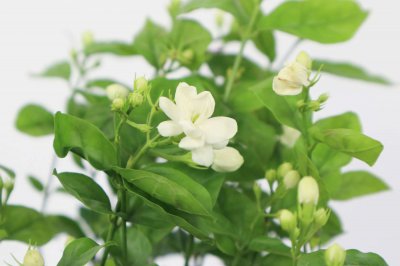 茉莉花毒性解析 茉莉花卧室养护禁忌