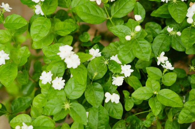 茉莉花有毒吗