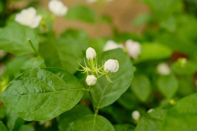 茉莉花有毒吗