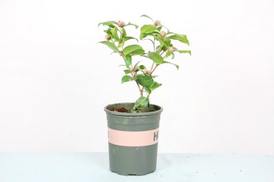 茶花如何快速开花 茶花花期护理技巧