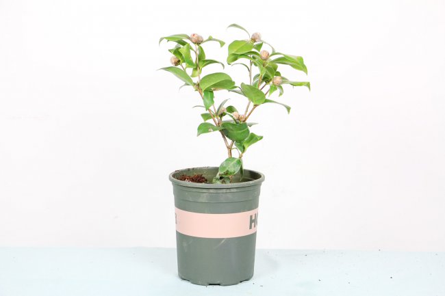 怎么让茶花快速开花