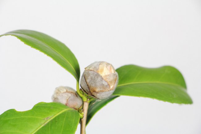 怎么让茶花快速开花