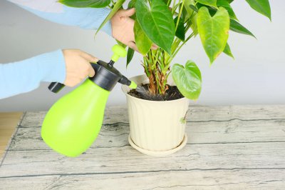 红掌开花养护技巧 红掌花后管理方法