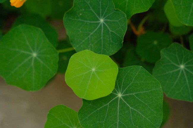 怎么让旱金莲长粗