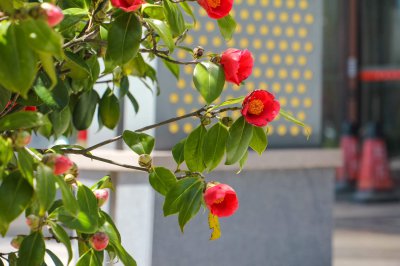 茶花花骨朵养护技巧 茶花促花疏蕾方法解析