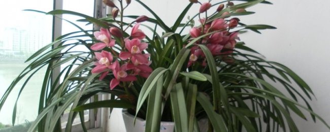 大花蕙兰怎样养才开花