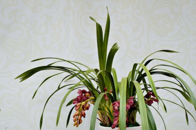 大花蕙兰养护技巧 大花蕙兰开花条件