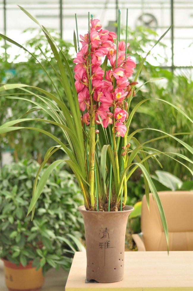 大花蕙兰怎样养才开花