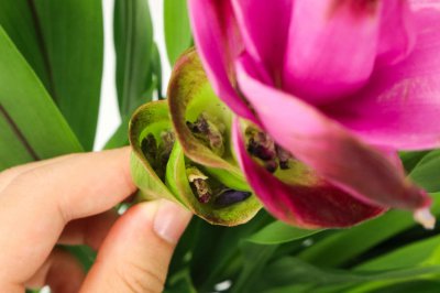 姜荷花冬季如何养护 姜荷花越冬技巧详解