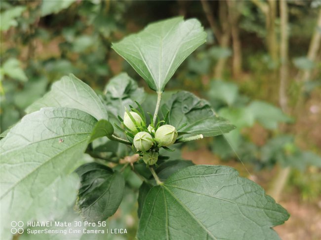 木槿花的养殖方法和注意事项有哪些