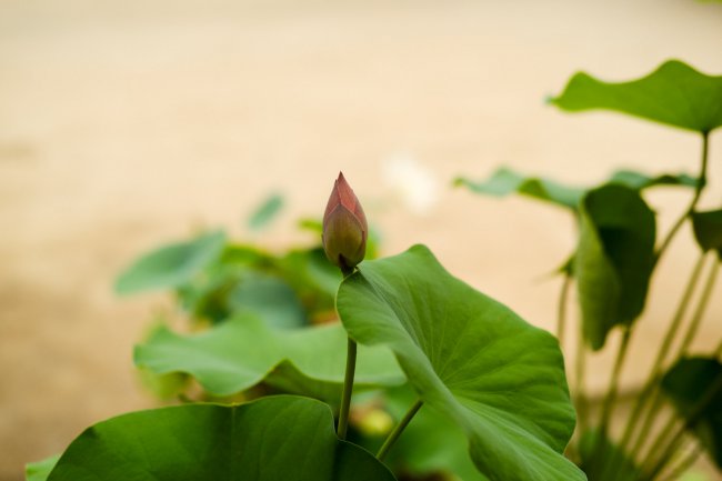 盆栽荷花繁殖方法