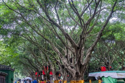 榕树盆景如何打造青苔景观 表层铺苔影响透气性吗