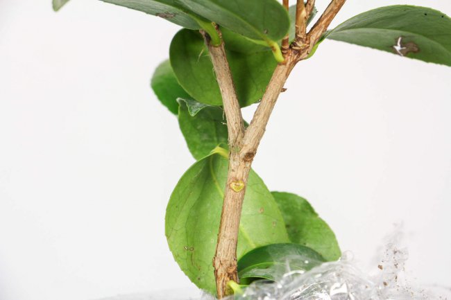 茶花播种到开花的时间