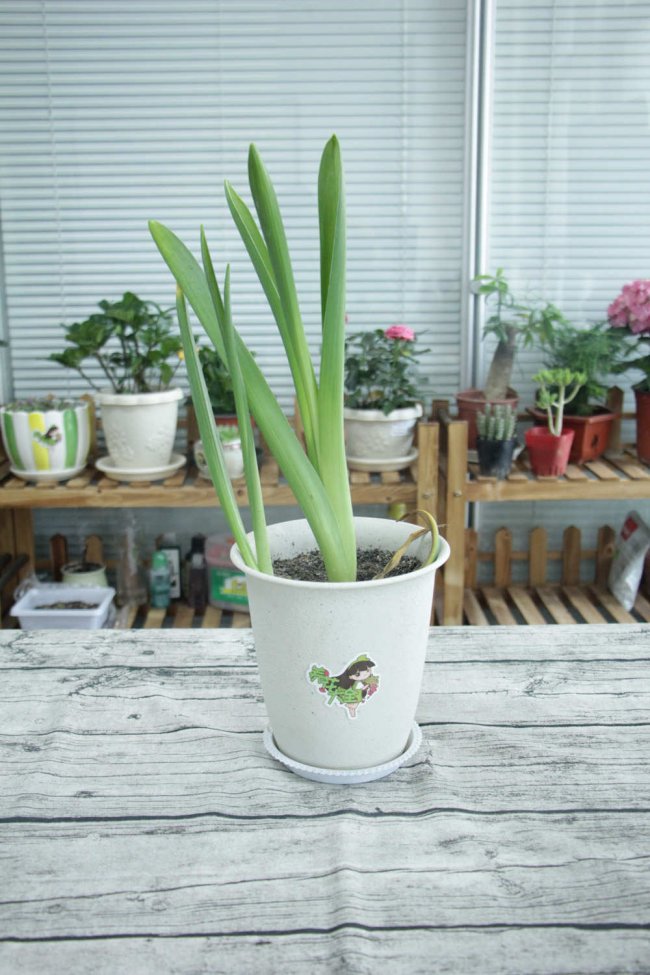 风信子开完花后怎么处理