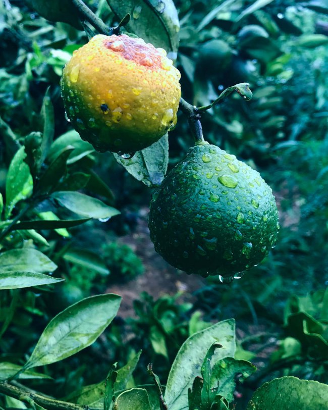 橘子皮浇花的害处