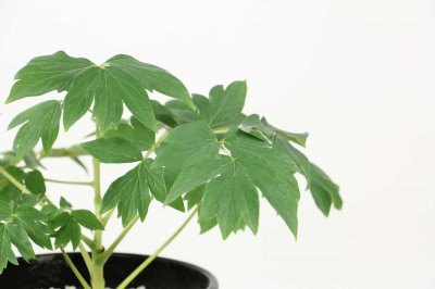 缠枝牡丹繁殖方法 缠枝牡丹养护技巧