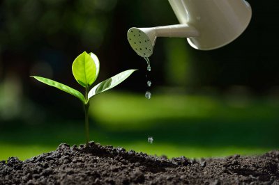 阿司匹林养花作用 植物养护兑水比例详解