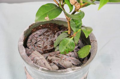 茶花掉苞为哪般 茶花养护难题解析