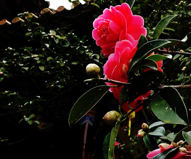 茶花掉花苞是怎么回事