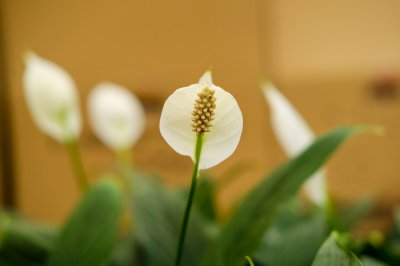 白掌冬季养护 白掌过冬技巧全解析