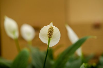 白掌叶子下垂 白掌叶片软蔫救治方案