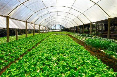 生菜减肥真的有效吗 生菜孕期饮食禁忌解析