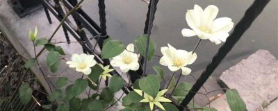 转子莲总养不好？家庭盆栽养护全流程拆解