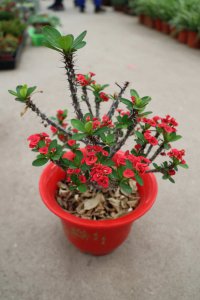 虎刺梅冬季养护 虎刺梅过冬管理技巧