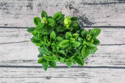 栀子花冬季养护难？栀子花室内过冬技巧全解析