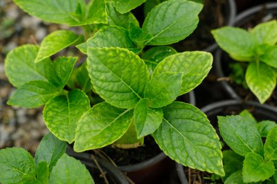 绣球花冬季如何养护 绣球花过冬技巧全解析
