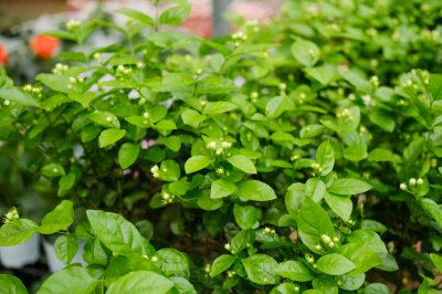 茉莉冬季养护难？茉莉花越冬技巧全解析