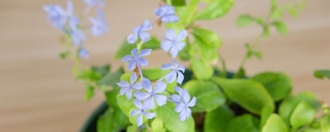蓝雪花冬天能在室外过冬吗