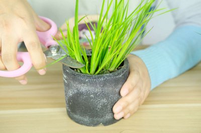 菖蒲怎么养才能长势旺盛 菖蒲养护技巧全解析