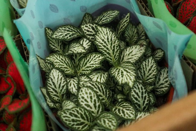 网纹草冬天怎么养护