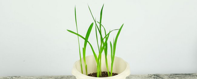 香雪兰矮化方法