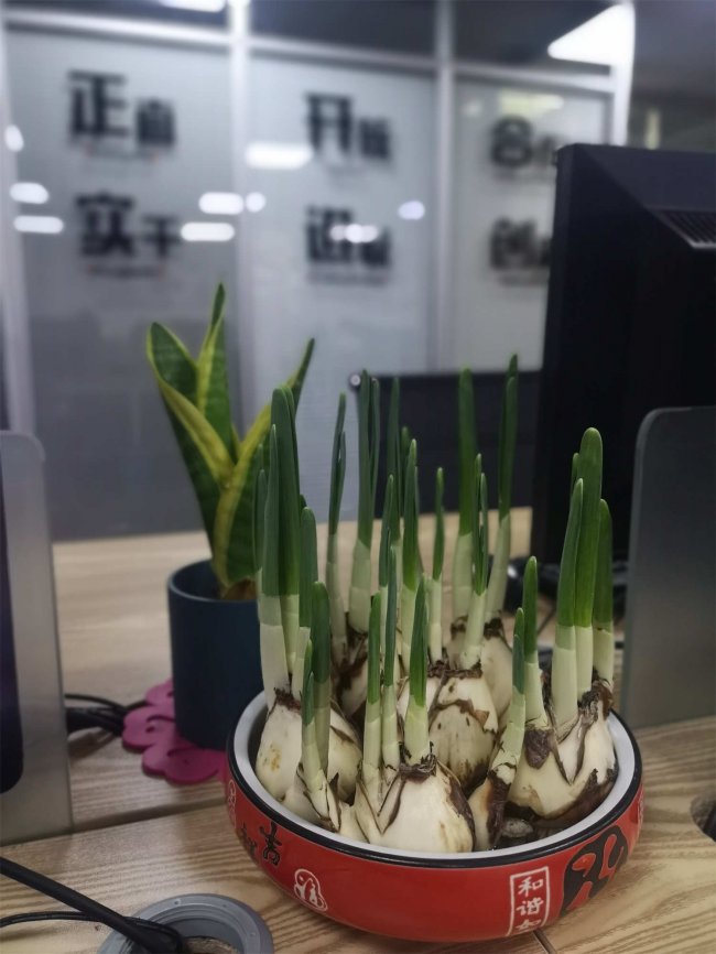 水仙花的花期时间