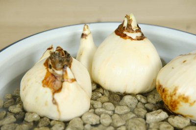 水仙花冬季养护技巧 水仙花防冻越冬指南
