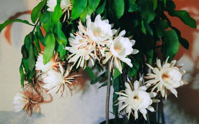 昙花是什么植物 昙花养护与高清图赏