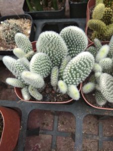 仙人掌植物特性 仙人掌用途与养护全解析