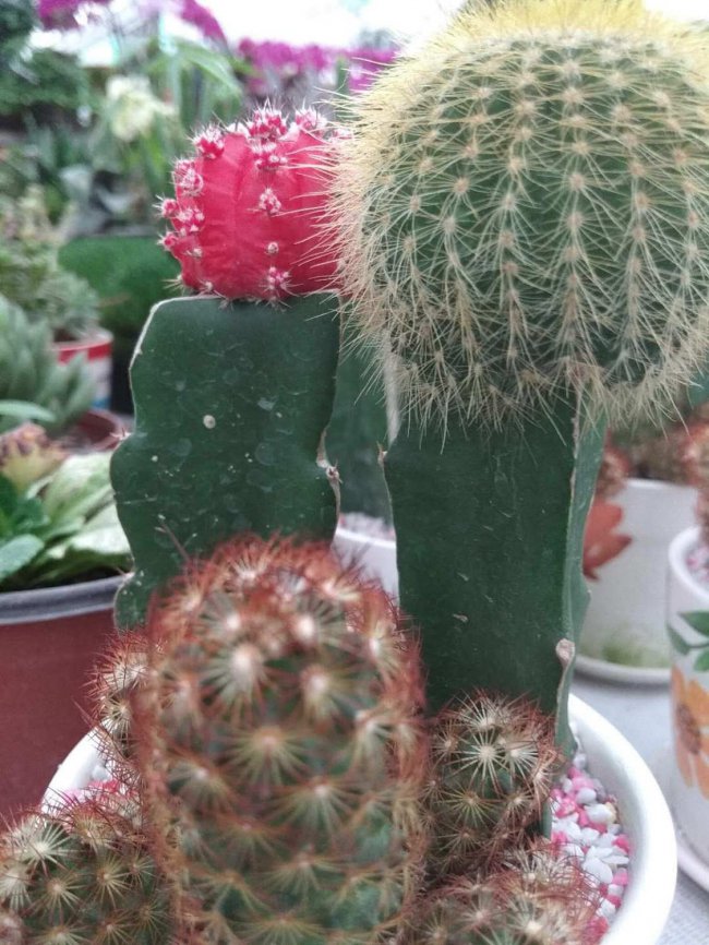仙人掌是什么植物