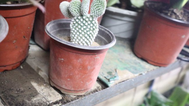 仙人掌是什么植物