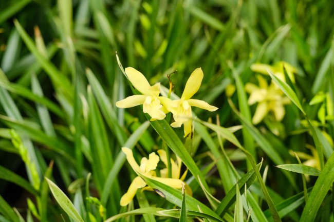 蟹爪兰什么季节开花