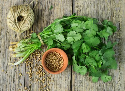 为何抗拒香菜气味 孕妇食用香菜安全指南
