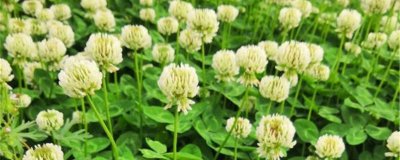白花车轴草怎么养 白花车轴草养护技巧